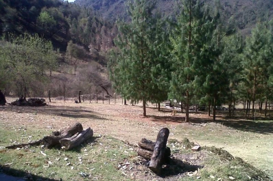 Falta una política de Estado que promueva la actividad forestal