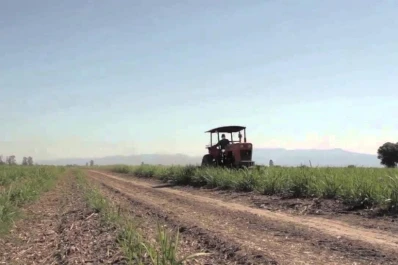 El bolsillo del cañero definirá su plan productivo