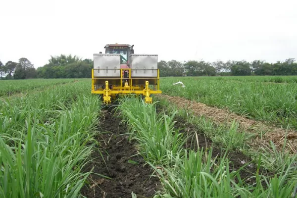 Desde el INTA recomiendan cómo trabajar con la caña en pie