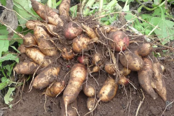 Científicas tucumanas descubren que una raíz ayuda a reducir la obesidad