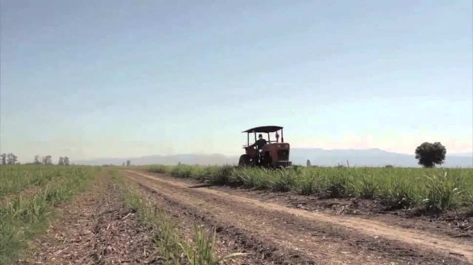 CONTROL. El productor cañero debe estar atento para evitar el desarrollo de malezas dentro de su campo. 