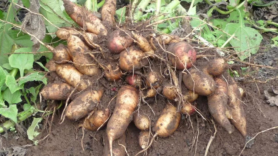 FOTO TOMADA DE ELSEMIARIDO.COM