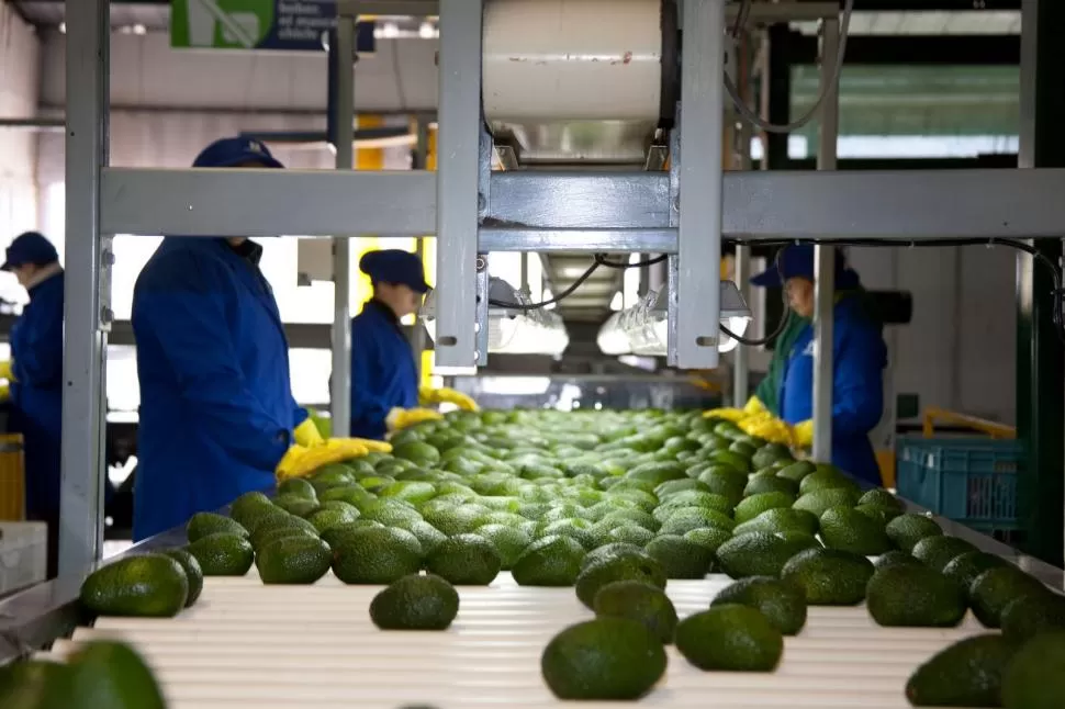 EXCELENCIA. La palta que se produce en Tucumán es una de las de mejor calidad que se recolecta, año tras año, en la Argentina y se comercializa al exterior.  