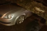 Se cayeron árboles y se cortó la luz a causa de la tormenta