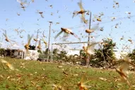 12,5 millones de insectos nacen, en 18 meses, de una sola pareja