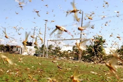 12,5 millones de insectos nacen, en 18 meses, de una sola pareja