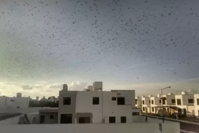 Reclaman medidas urgentes de control