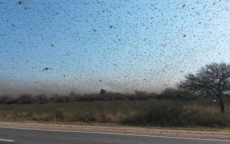 LANZADAS AL ATAQUE. La imagen muestra el vuelo de una importante manga de langostas lanzada a comer todo lo que encuentra a su paso. 