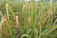 Técnicos recomiendan controlar las plantaciones de caña por la aparición de enfermedades