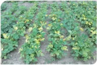 Sugieren extremar los recaudos para controlar la bacteriosis común en la leguminosa