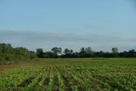 Se sembraría más poroto por la crisis en Brasil