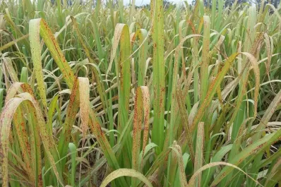 Técnicos recomiendan controlar las plantaciones de caña por la aparición de enfermedades