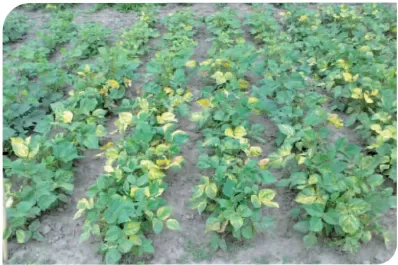 Sugieren extremar los recaudos para controlar la bacteriosis común en la leguminosa