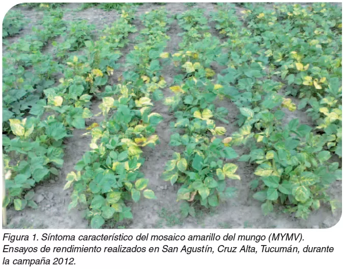 CUIDADOS. El productor debe evitar que el ataque de enfermedades foliares afecte al cultivo. 