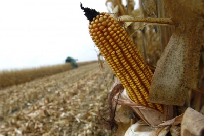 Estiman que podría crecer la superficie sembrada con maíz