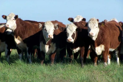 Argentina dejó de tener el precio de novillo más caro de la región