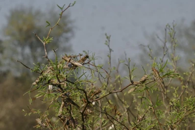 Crece la preocupación por la plaga de langostas que amenaza a la región