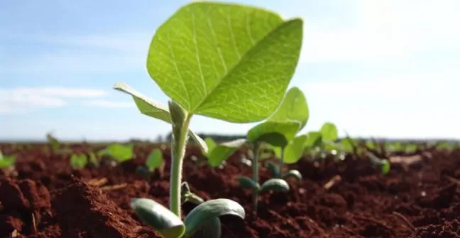 BUEN NACIMIENTO. La siembra de soja avanzó sin problemas graves en la provincia y las plantas pudieron emerger del suelo sin inconvenientes serios. agritotal.com