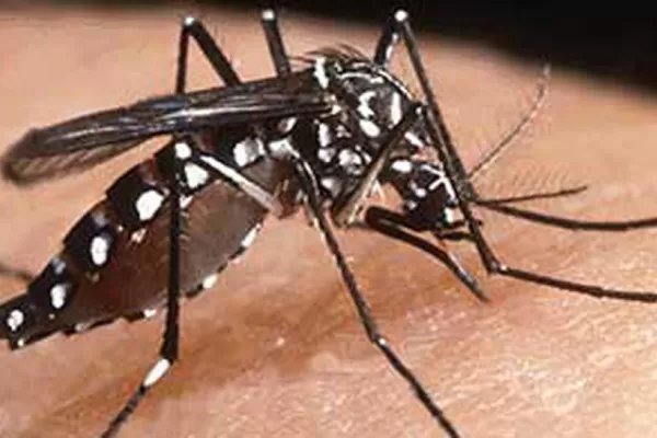 Analizan cuatro nuevos casos sospechosos de dengue