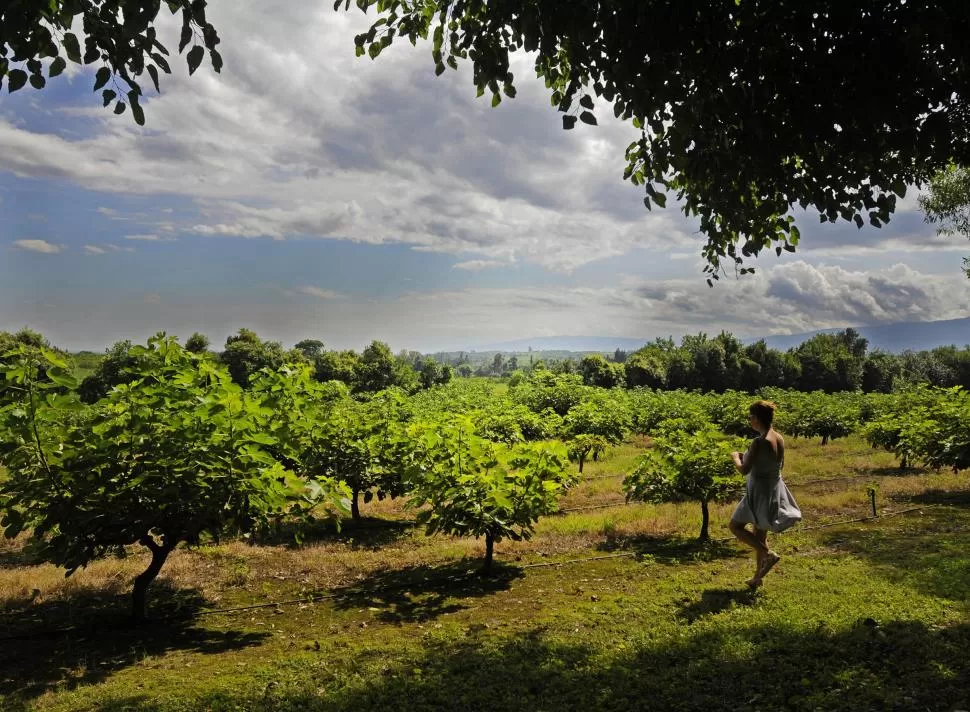 HIGUERA. La finca de Lezcano se encuentra al norte de la capital. 