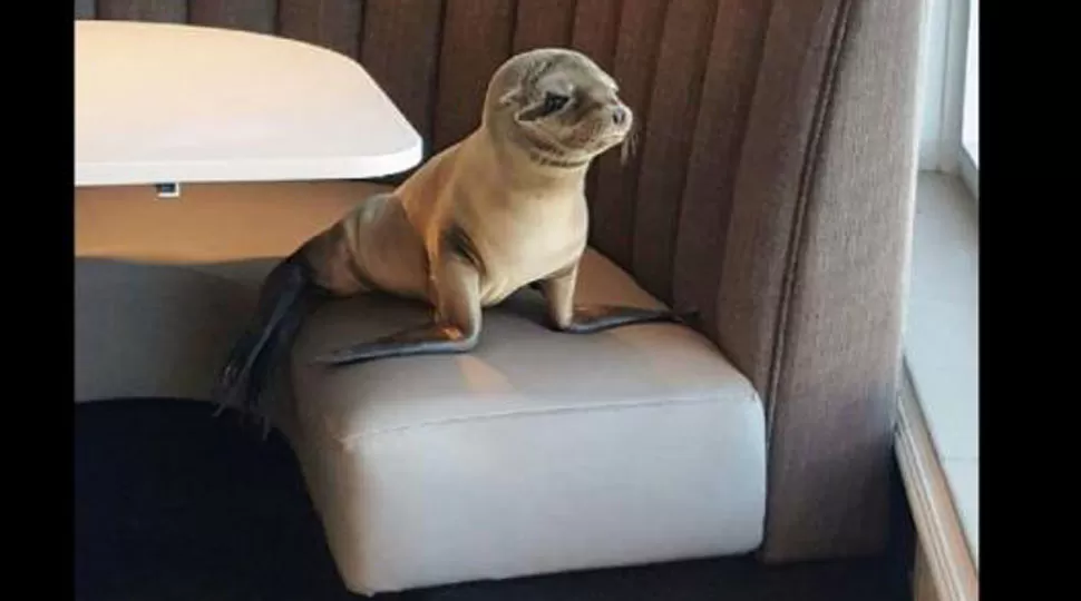 HAMBRIENTO. Lobo marino en la mesa de un restaurante en San Diego. FOTO TOMADA DE PERU.COM