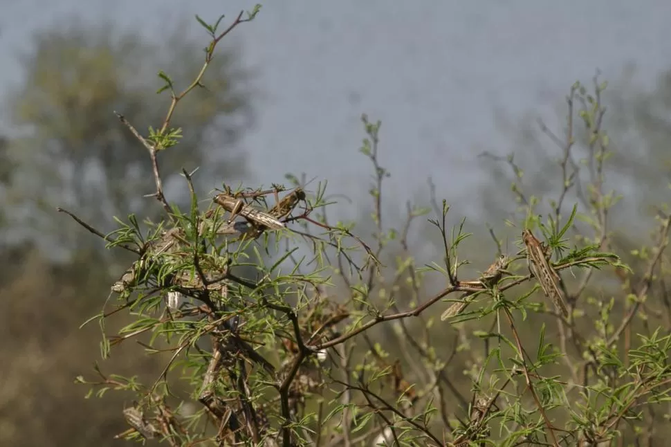  la gaceta / foto de jorge olmos sgrosso (archivo) la gaceta / foto de archivo