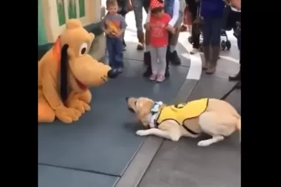 Mirá la reacción de un perro al ver a Pluto