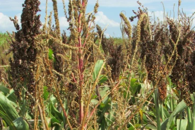 Controlan el “yuyo colorado” en la soja cordobesa