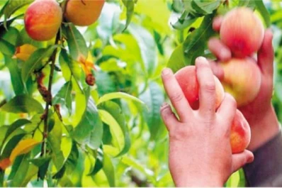 Demoran la cosecha de frutas por los bajos precios