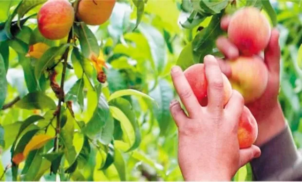 CRISIS PRESENTE. Se pagan valores muY bajos por la fruta recolectada. fyo