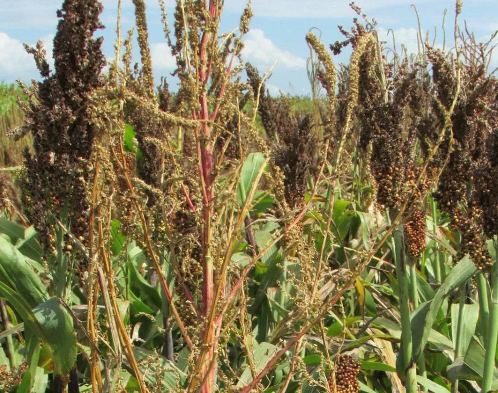 MALEZA. El “Amaranthus palmeri” atacó con fuerza en campos de Córdoba. inta.gob.ar