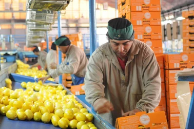 Esperamos que en 2017 podamos acceder a Estados Unidos con limón tucumano