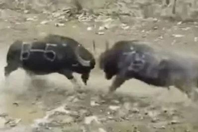 Video: dos búfalos mueren instantáneamente al chocar sus cabezas