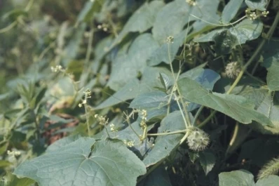 El “tupulo”, una de las malezas presente en el cañaveral