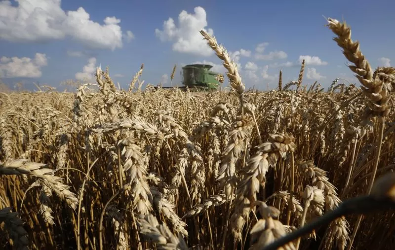 UN FUTURO POSITIVO. La rotación potenciará la siembra de trigo. reuters