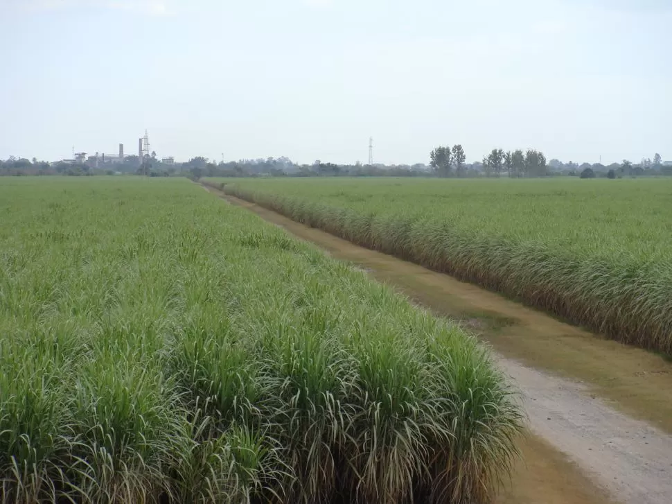 EN CRISIS. Las lluvias registradas potenciaron el crecimiento de las plantas, pero la falta de manejo agronómico puede visualizarse en muchas fincas.  