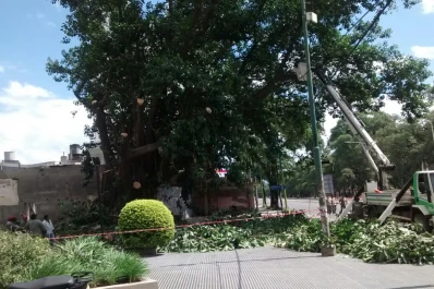 Cortan parte de un histórico árbol gomero y estalla la bronca