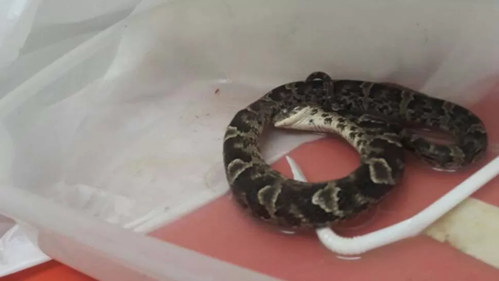 ESCÁNDALO. Víbora encontrada en la escuela Cabo Primero Méndez.FOTO ENVIADA POR UN LECTOR DE LA GACETA.