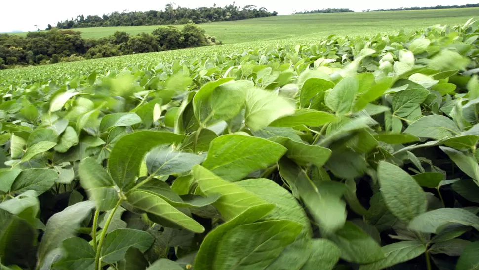 TEMÁTICA. La situación actual en el cultivo de soja en Tucumán será uno de los tópicos de las disertaciones. ARCHIVO LA GACETA