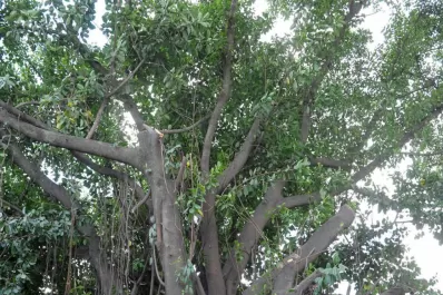 Frenan la tala del gomero de la Mate de Luna