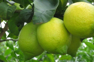 Se produciría entre un 5% y un 10% más de limones que en 2015