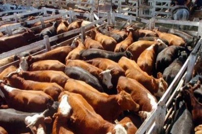 Elevada informalidad en la cadena de la carne