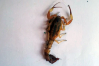 Encontraron un alacrán en una salita de jardín de infantes