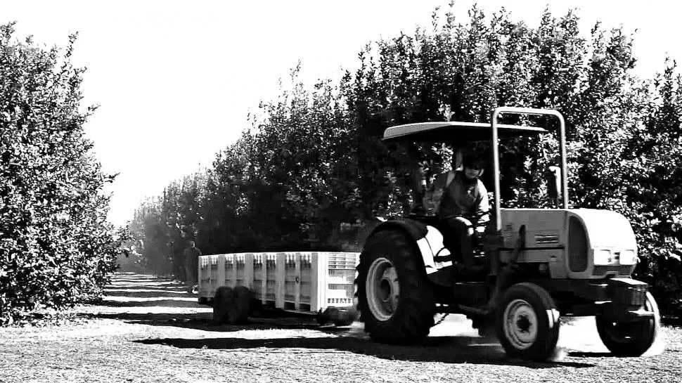 DESDE TUCUMÁN AL MUNDO. Poco a poco, la actividad se intensifica en las quintas en cuanto a la selección de la fruta fresca con destino a exportación. GENTILEZA SIEMBRA Y COSECHA