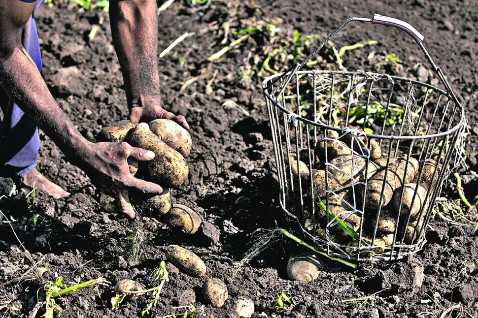 MANO DE OBRA. La cosecha de papas requiere de una importante cantidad de jornales, por lo que es una producción socialmente importante. ARGENTINAPOTATOES 