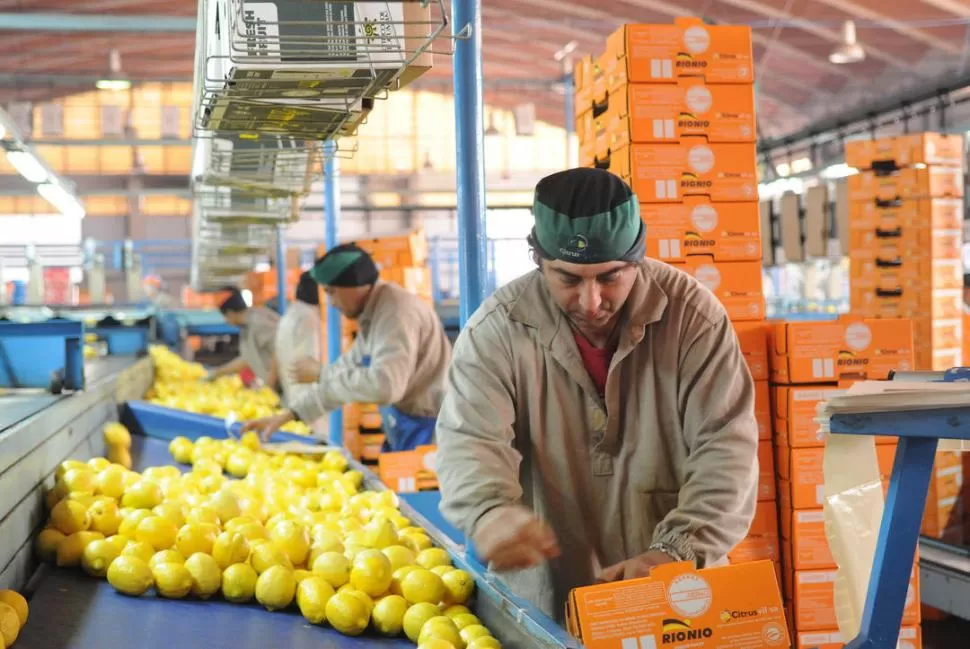 EN MARCHA. En algunos empaques ya se está trabajando para exportar.  