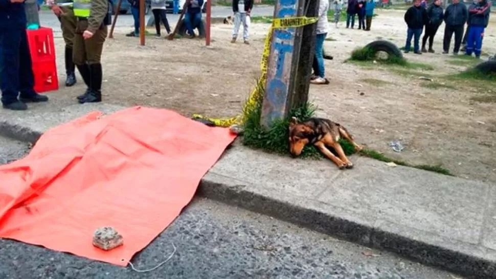 AMOR Y LEALTAD. El perrito no se separó del cadáver de su amo ni un solo minuto. 