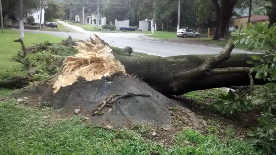 ÁRBOL CAÍDO. El ejemplar bloqueó la ruta durante poco más de una hora. FOTO ENVIADA A TRAVÉS DE WHATSAPP