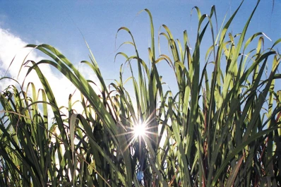 La calidad de la caña zafra 2016 es superior a la del quinquenio 2011-2015, y a la del año pasado