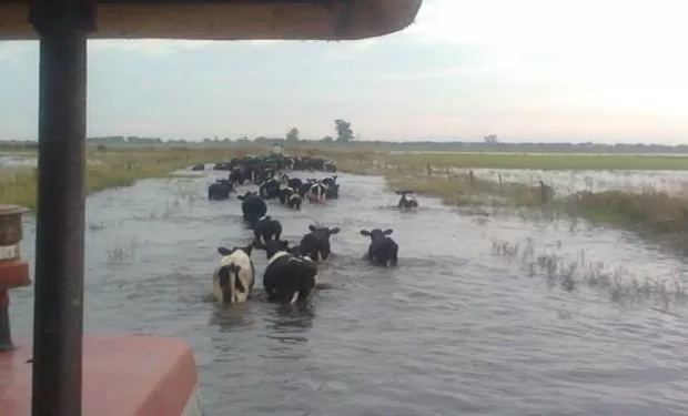 ENFERMEDADES LATENTES. Las vacas son trasladadas a campos más altos.  